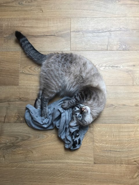 ROTHO POJEMNIK NA KARMĘ DLA KOTA CODY 25L ROTHO POJEMNIK NA KARMĘ DLA KOTA CODY 25L