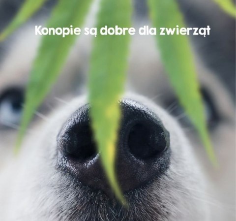 TRUE HEMP DENTAL STICK KONOPIE SKÓRA SIERŚĆ 3X125G
