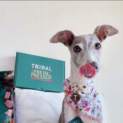 TRIBAL PUPPY ŚWIEŻY KURCZAK 12KG BEZZBOŻ HIPO PIES TRIBAL PUPPY ŚWIEŻY KURCZAK 12KG BEZZBOŻ HIPO PIES